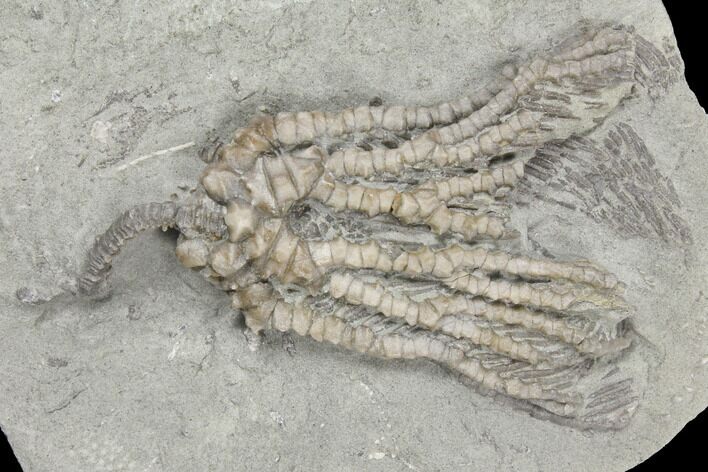 Crinoid (Abrotocrinus) Fossil - Crawfordsville, Indiana #132444